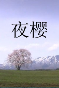 夜櫻 夜櫻